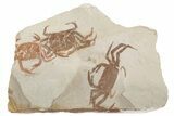 Three Miocene Pea Crab (Pinnixa) Fossils - California #198380-1